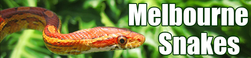 Melbourne snake