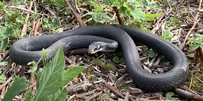 Melbourne snake